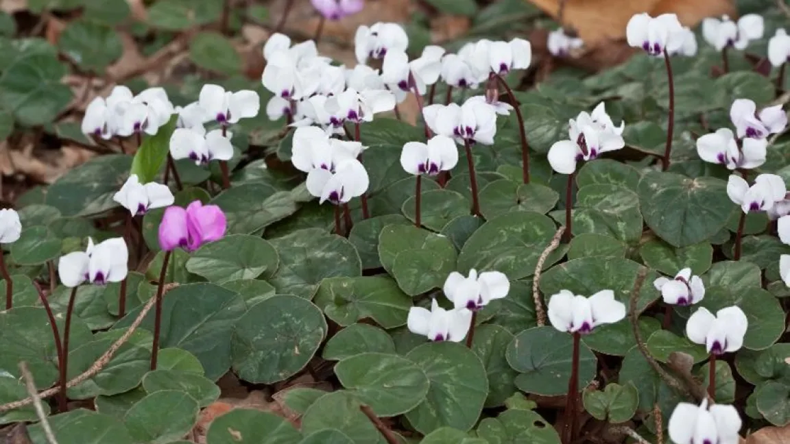 Neben Variationen in verschiedenen Rosa-Tönen sind auch weiße Sorten der Vorfrühlings-Alpenveilchen erhältlich. Foto: GMH/Christiane Bach