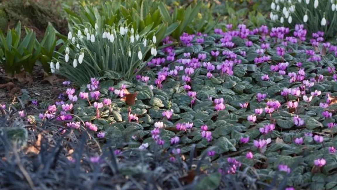 Eine schöne Kombination zu Vorfrühlings-Alpenveilchen sind Schneeglöckchen und Schlangenbart. Foto: GMH/Christiane Bach