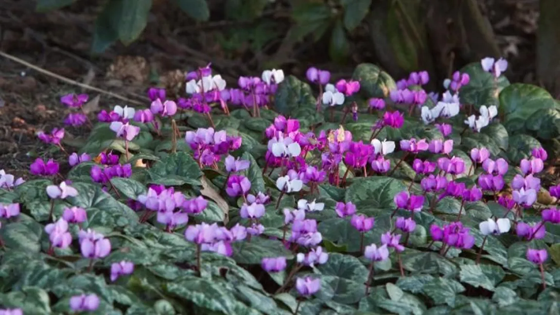 Cyclamen coum sät sich schnell und sicher aus und bildet schöne Blütenteppiche. Foto: GMH/Christiane Bach
