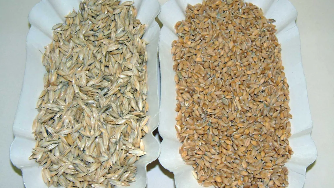 Links Vesen, also Spelz mit eingeschlossenen Körnern. Rechts Körner, die 50 bis 60 Prozent Gewichtsanteil an den Vesen haben. Foto: Wikimedia Commons / BMK