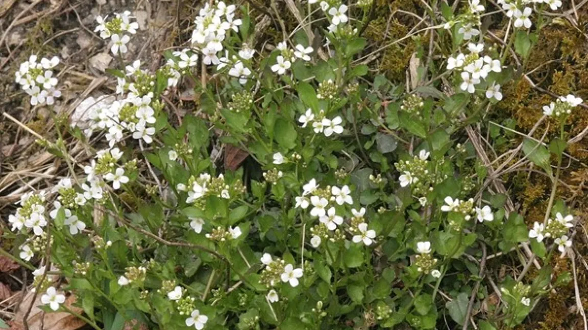 Die Hallersche Schaumkresse (Arabidopsis halleri) zählt zu den Metallophyten – Pflanzen, die größere Mengen an Schwermetallen aufnehmen und speichern können. Foto: Annette Meyer / Pixabay