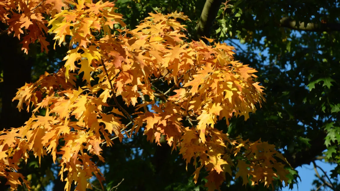 Bevor Bäume im Herbst ihre Blätter abwerfen, wird darin der grüne Chlorophyll-Farbstoff abgebaut. Dann kommen die anderen Farbpigmente zum Vorschein. Foto: Matthias Wiedenau