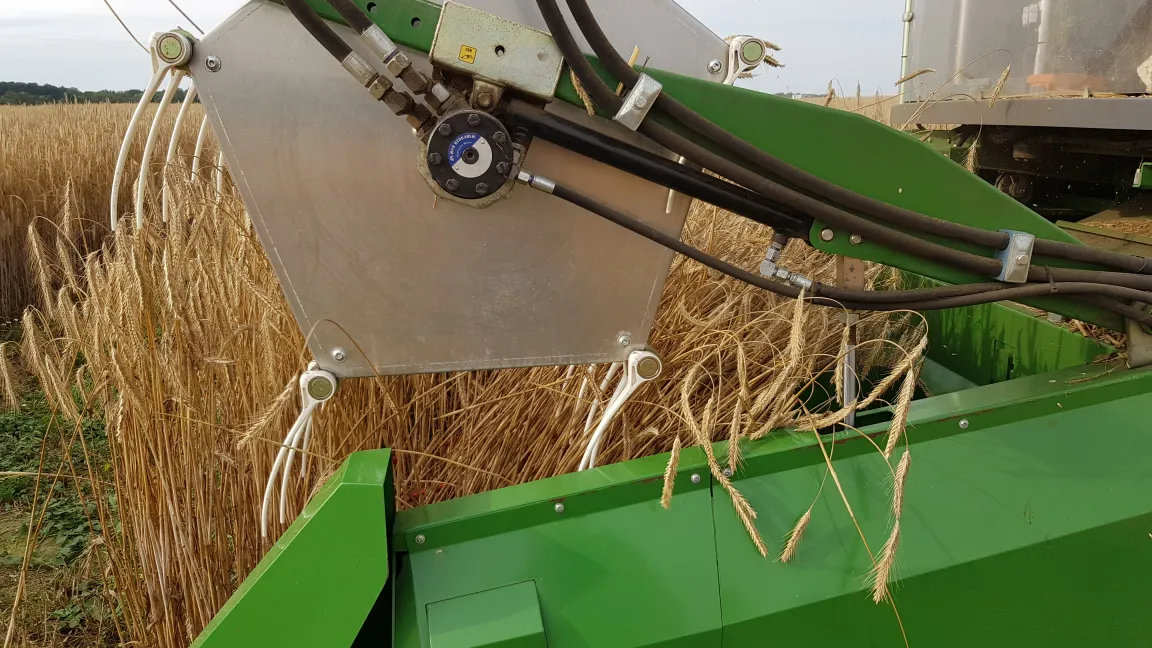 Ernte von Züchtungsversuch mit Roggenlinien mit Parzellenmähdrescher. Foto: B. Hackauf/JKI