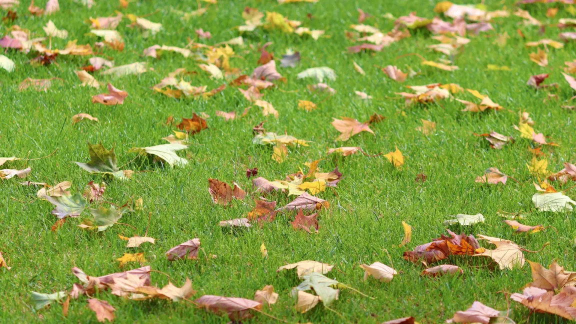 Rasenflächen sollten im Herbst weitestgehend frei von Falllaub gehalten werden. Foto: Manfred Richter / Pixabay
