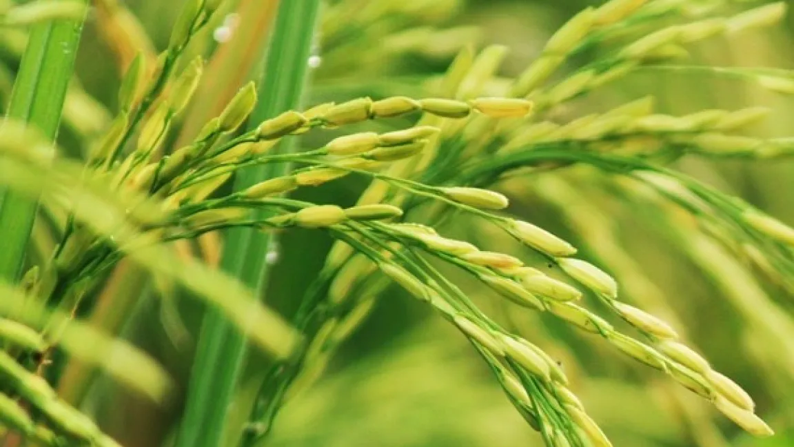 Es ist bereits gelungen, Reis genetisch so zu verändern, dass damit sehr effektiv Thiocyanat aus Bergbaurückständen entfernt werden konnte. Foto: Mufid Majnun / Pixabay