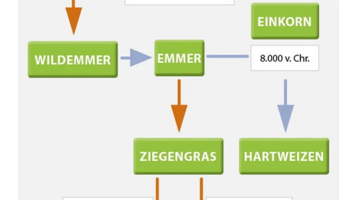 Einkorn – ein wichtiges Element im Weizenstammbaum. Foto: Südwestdeutsche Saatzucht