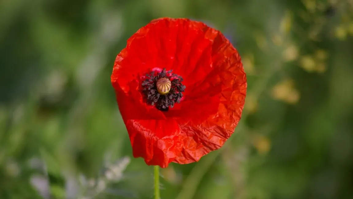 Nominiert in der Kategorie „Einjährige Pflanze“: Klatschmohn. Foto: Helge Masch