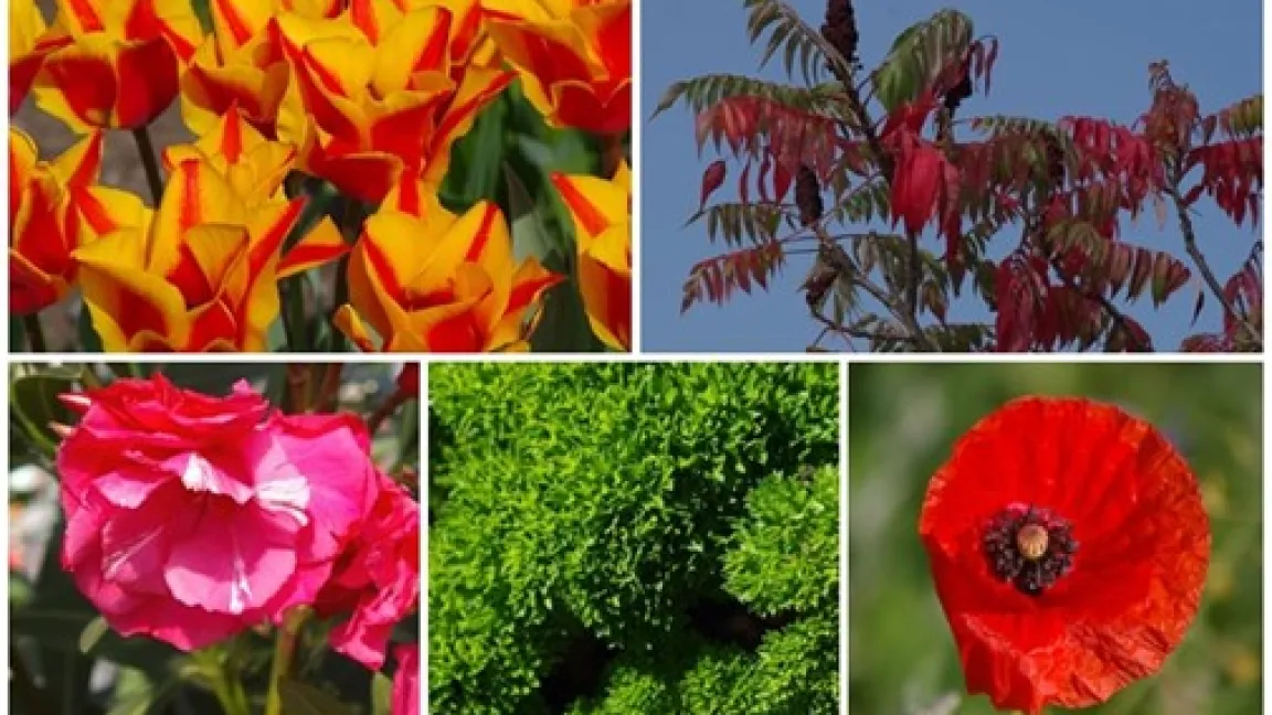 Die diesjährigen Kandidaten im Überblick. Foto: Helge Masch