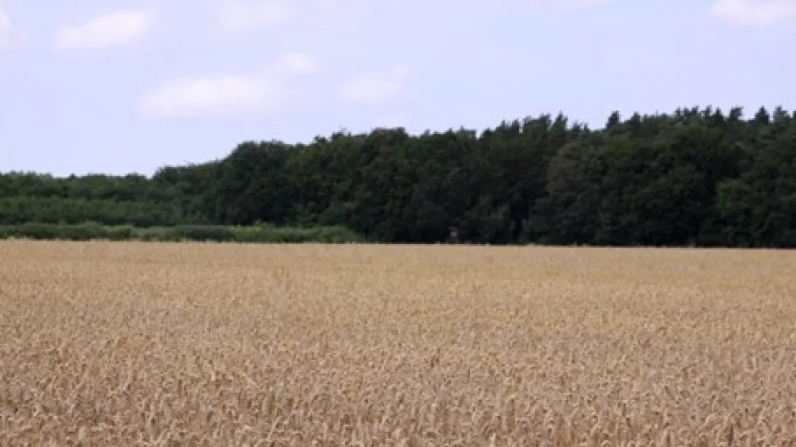 Durch Migration und Handel verbreitete sich nicht nur Weizen auf der ganzen Welt, sondern auch der Weizenmehltau. Foto: Catrin Hahn