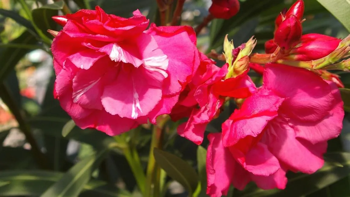 Nominiert in der Kategorie „Zimmer-/Kübelpflanzen“: Oleander. Foto: Helge Masch