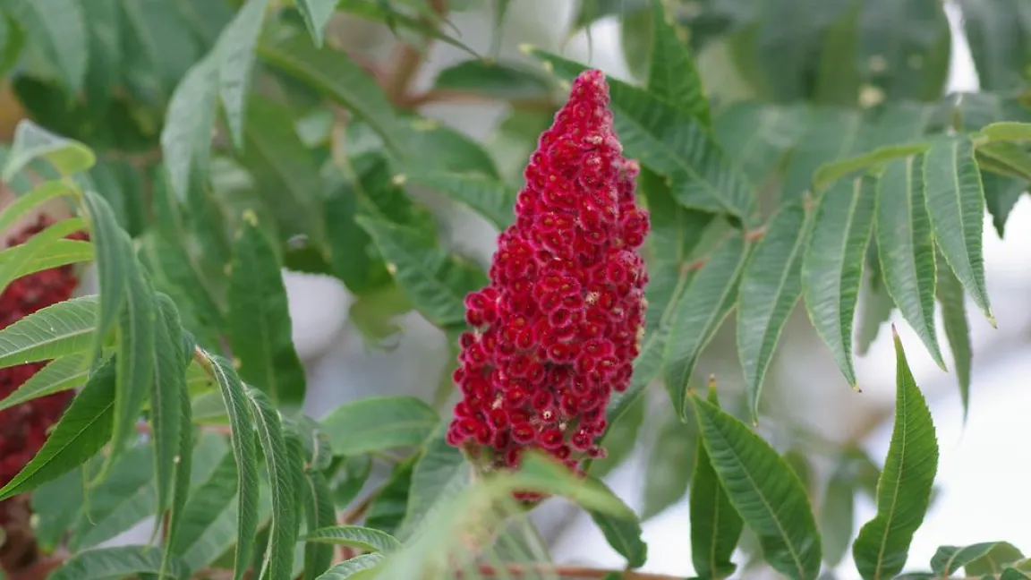 Nominiert in der Kategorie „Gehölze“: Essigbaum. Foto: Helge Masch