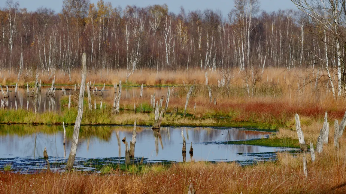 In Deutschland kommt die Moor-Birke meist vereinzelt am Rand von Mooren vor. Foto: iStock