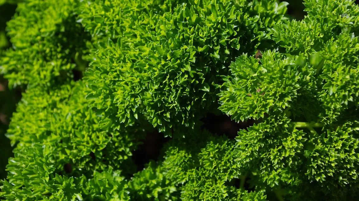 Nominiert in der Kategorie „Nahrungspflanzen“: Petersilie. Foto: Helge Masch