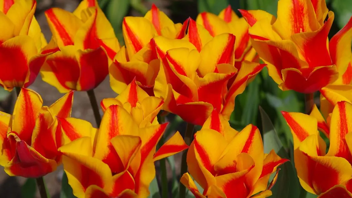 Nominiert in der Kategorie „Stauden“: Tulpe. Foto: Helge Masch