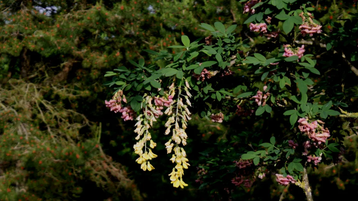 Der Goldregengeißklee bildet nebeneinander die gelben Blüten des Goldregens Laburnum anagyroides und die rosaroten des Purpurginsters Cytisus purpureus. Foto: Heinrich Beltz