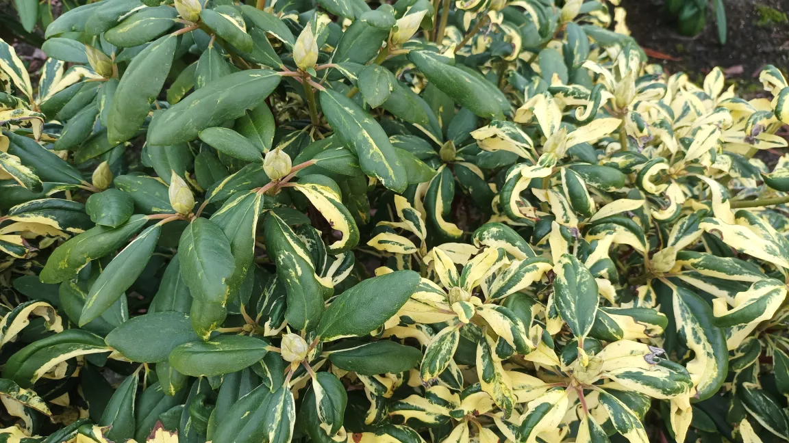 Bei vielen gelb- oder weißbunt panaschierten Ziergehölzen wie diesem Rhododendron handelt es sich im Periklinalchimären, bei denen einzelne Äste in die Urform ohne oder mit wenig Panaschierung zurückschlagen können. Foto: Heinrich Beltz