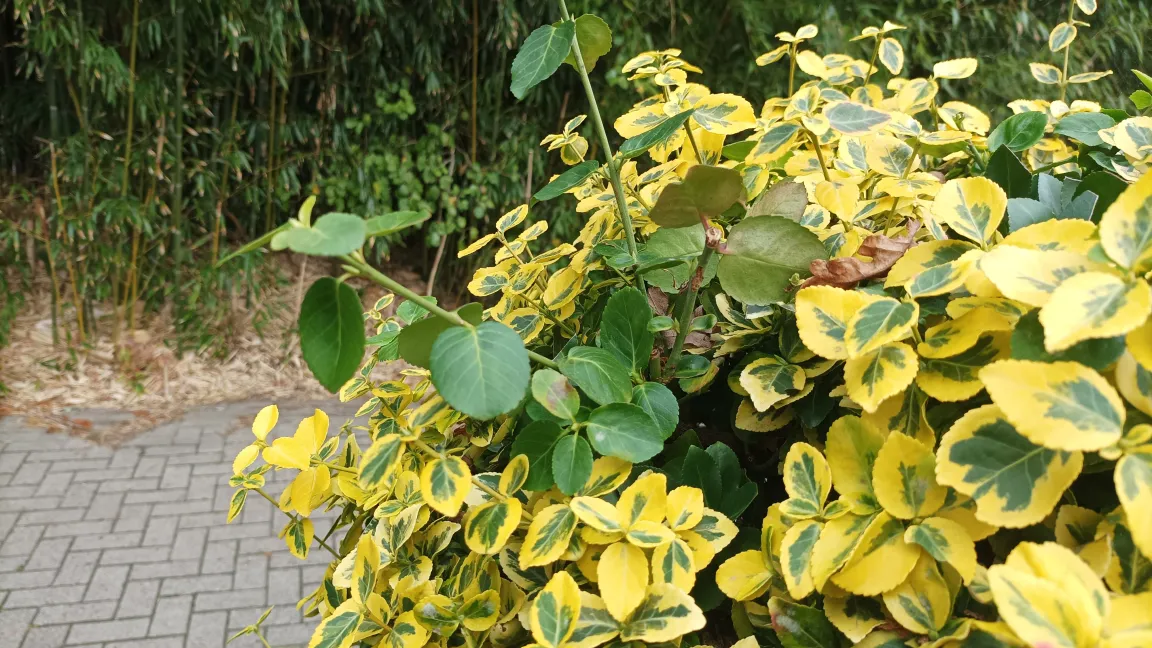 Der gelbbunte Zwerg-Spindelstrauch (Euonymus fortunei 'Emerald'n Gold') neigt sehr stark zu Rückschlägen, grünlaubigen stark wachsenden Trieben. Foto: Heinrich Beltz