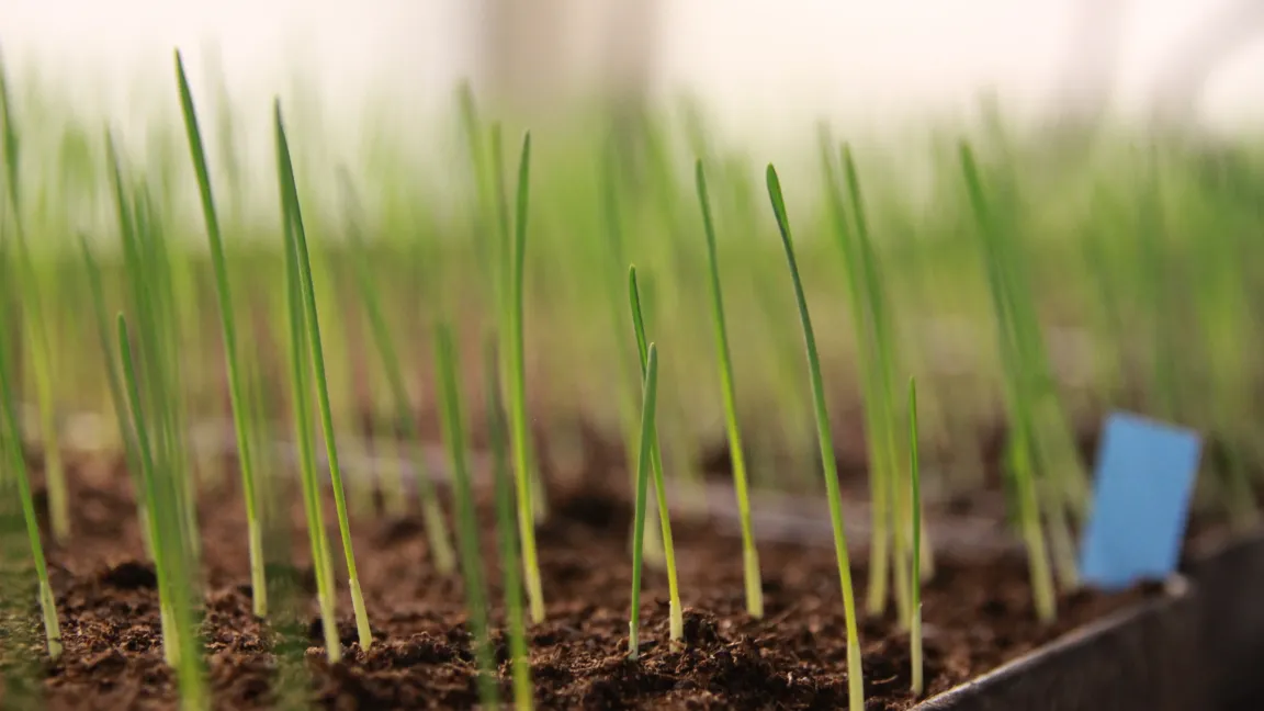 Züchtung und optimierter Anbau können dafür sorgen, dass das genetische Potenzial des Weizens besser ausgeschöpft wird. Foto: Catrin Hahn