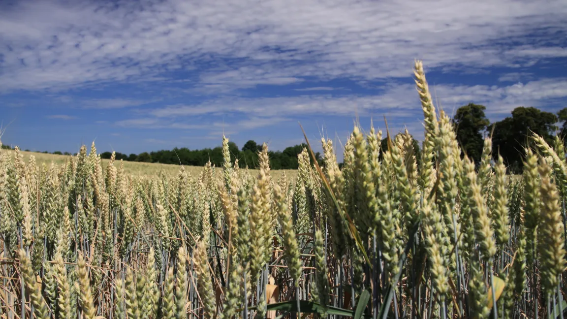 Eine Studie hat ergeben, dass sich die weltweiten Weizenerträge bei Nutzung des Züchtungsfortschritts und verbesserter Anbaugestaltung verdoppeln könnten. Fotos: Catrin Hahn