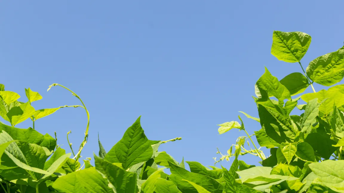 Wenn die Pflanze eine Rankhilfe erhält, steigen die Samenerträge deutlich an. Foto: iStock