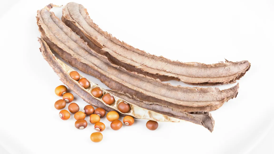 Die getrockneten Samen weisen hohe Gehalte hochwertiger Proteine und Fette auf. Foto: iStock