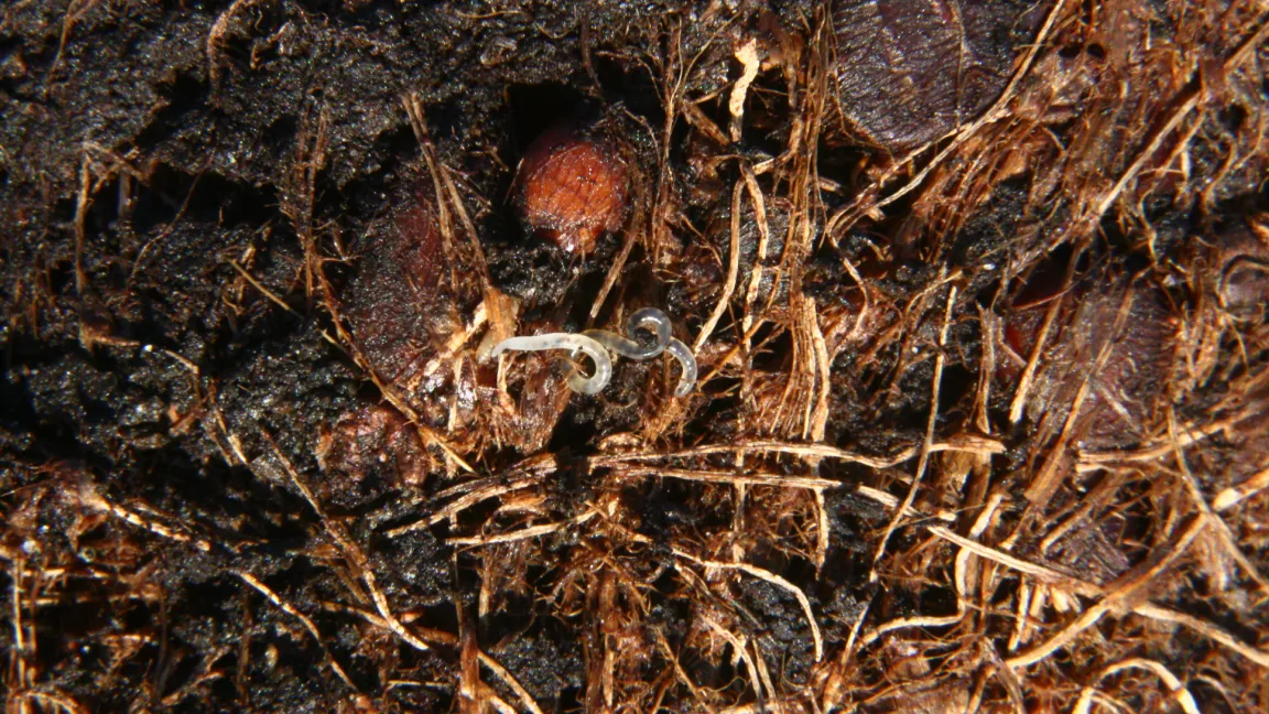 Enchyträen sind harmlose Gäste im Garten. Foto: Heinrich Beltz
