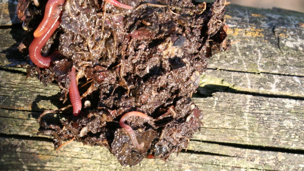 Regenwürmer machen sich nützlich, indem sie den Boden lockern. Foto: Heinrich Beltz