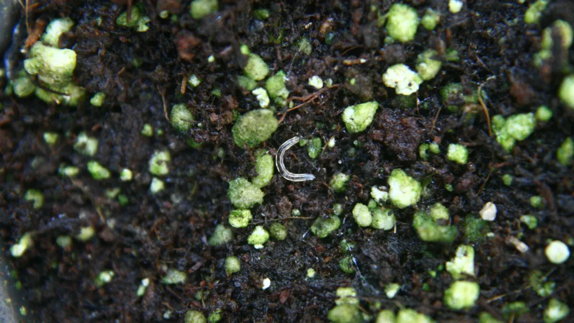 Die Larven von Trauermücken können an jungen Sämlingen und Stecklingen erhebliche Schäden anrichten. Foto: Heinrich Beltz