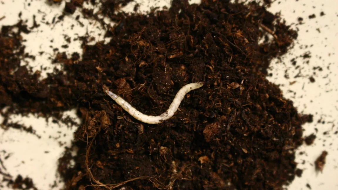 Die Larven von Stilettfliegen (Therevidae) leben meist räuberisch und sind daher nützlich. Foto: Heinrich Beltz