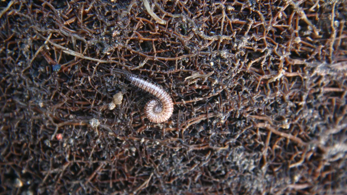 Tausendfüßler leben meist von toten Pflanzenteilen. Foto: Heinrich Beltz