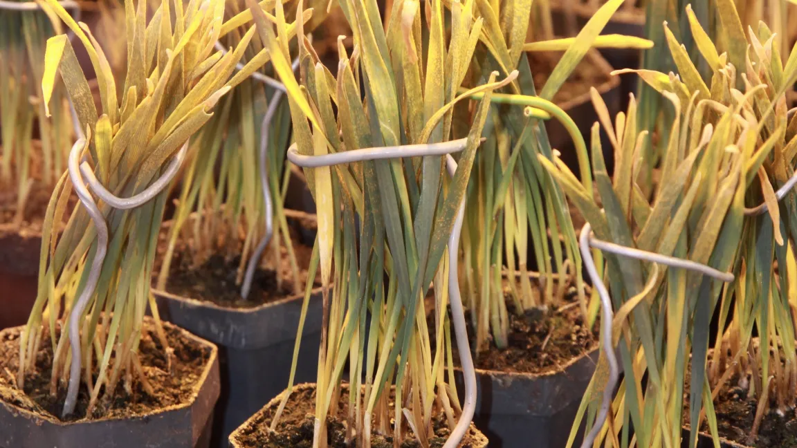 Schon im frühen Züchtungsprozess, schlagen die Verfasser einer Studie vor, könnten Züchter die Reaktion einer Sorte auf Verschattung überprüfen. Gefragt sind eher solche mit kooperativen Merkmalen, die also ihre Feldnachbarn nicht unterdrücken. Foto: Catrin Hahn