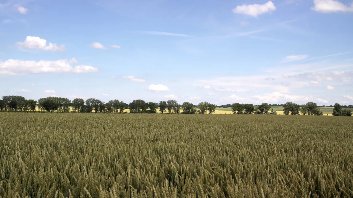 Die Aussaatstärke beim Weizen kann stark schwanken – von 200 bis 400 keimfähige Körner werden meistens ausgesät. Durch die Bestockung steigt die Zahl der ährentragenden Halme dann weiter. So entsteht im Feld eine Konkurrenz um Licht. Foto: Catrin Hahn