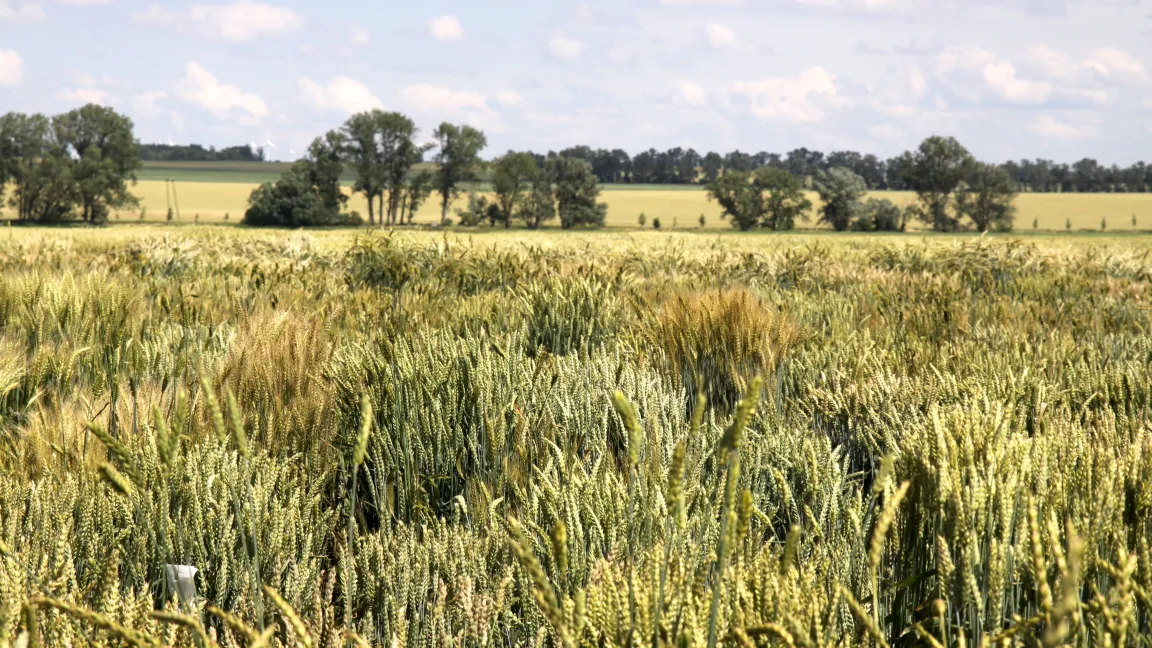 Viele Eigenschaften einer Kreuzung werden im Laufe des Züchtungsprozesses überprüft. Die Reaktion auf Lichtmangel könnte demnächst hinzukommen. Foto: Catrin Hahn