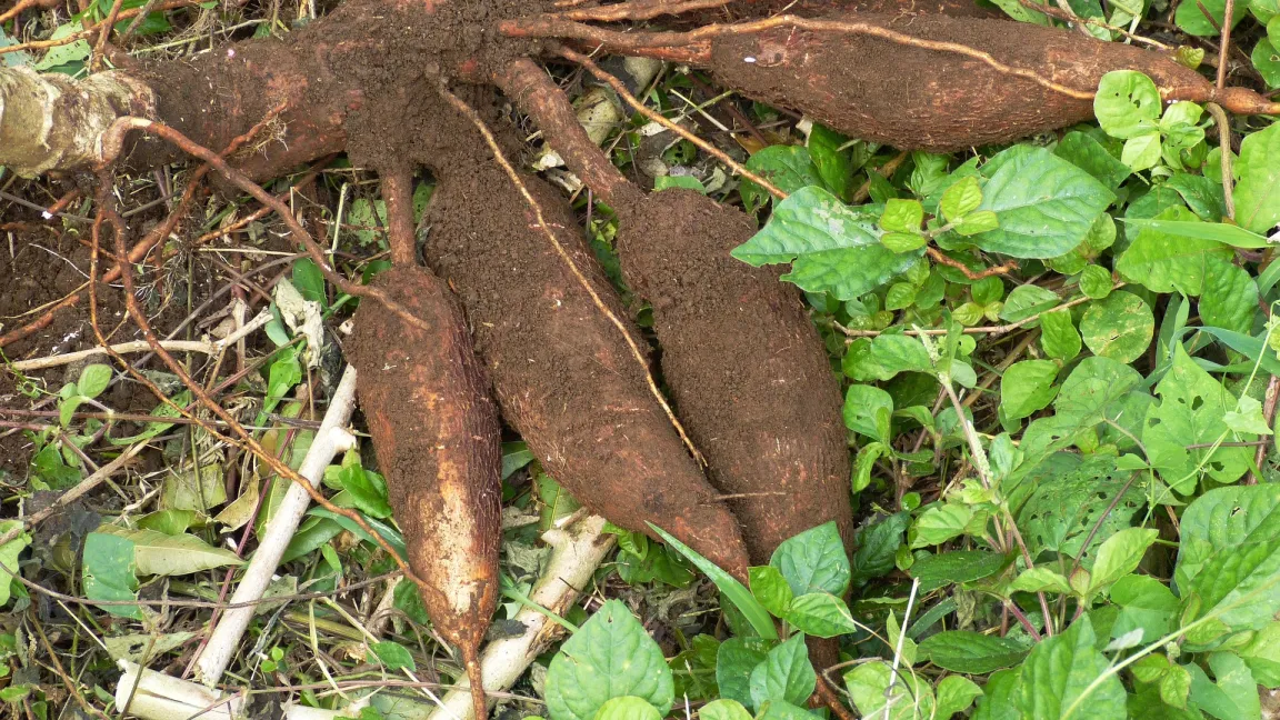 Cassava (Maniok) ist Grundnahrungsmittel für fast eine Milliarde Menschen und wird hauptsächlich in tropischen Regionen angebaut. Die Pflanze stammt ursprünglich aus Mittel- und Südamerika, wächst auf kargen Böden und kann sowohl Trockenheit als auch Überschwemmung vergleichsweise gut überstehen. Foto: Falco / Pixabay