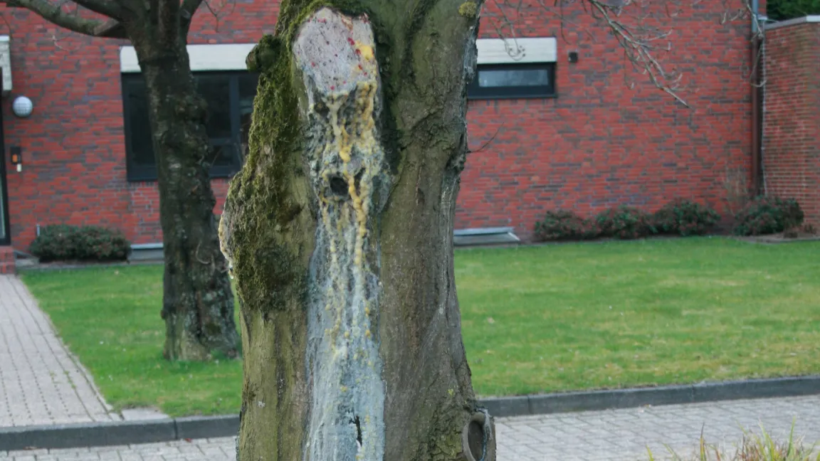 Bei starkem "Bluten" können sich wie auf diesem Foto Mikroorganismen auf der austretenden Flüssigkeit ansiedeln und einen schleimigen Belag bilden. Foto: Heinrich Beltz