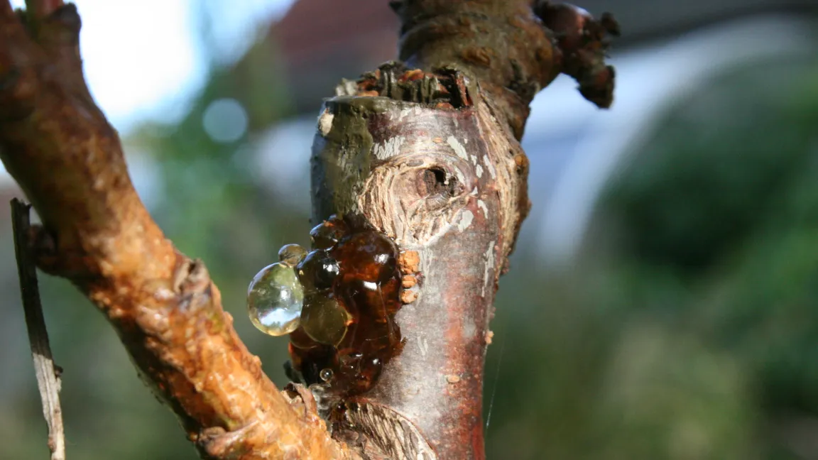 "Gummifluss" bei Kirschen, Pflaumen und Verwandten ist ein Zeichen für eine Stoffwechselstörung. Foto: Heinrich Beltz