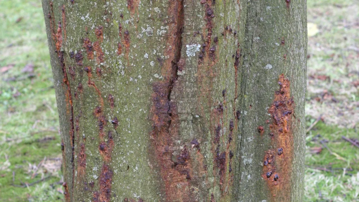 "Teerflecken" an der Rinde von Rosskastanien können der Beginn einer schwerwiegenden Erkrankung sein. Foto: Heinrich Beltz