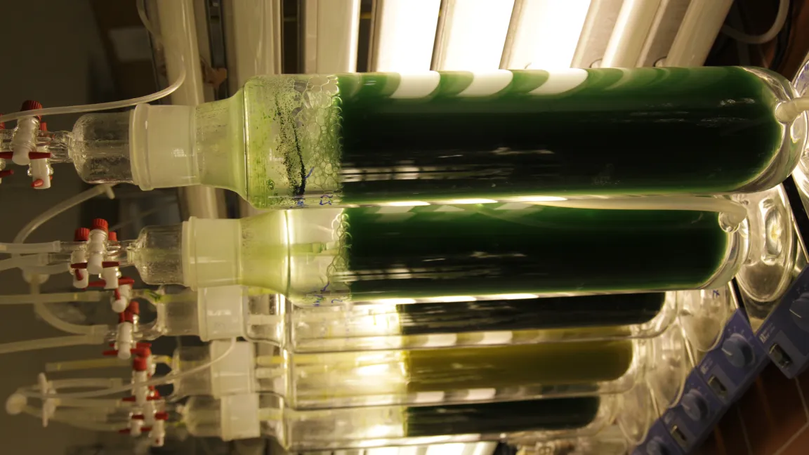 An verschiedenen Algenstämmen (Cyanobakterien, auch Blaualgen genannt, werden gemeinhin dazugezählt), wird zur Energiegewinnung geforscht. Foto: Catrin Hahn