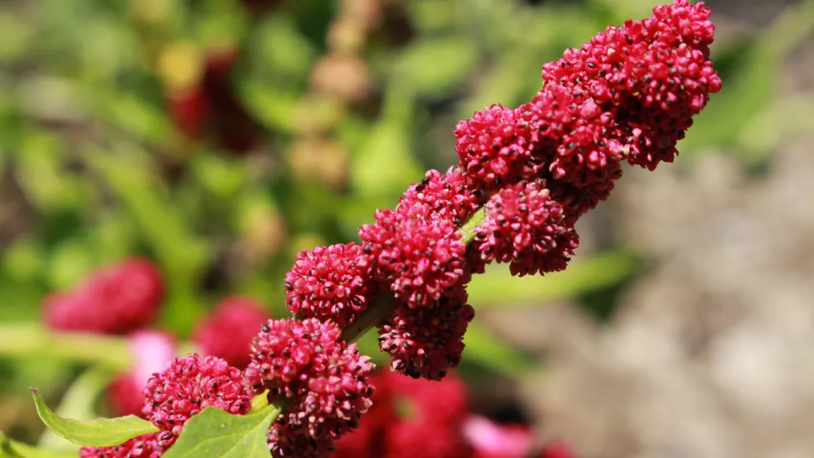 Der Ährige Erdbeerspinat weist weniger stark gezähnte Blätter als der Echte Erdbeerspinat auf. Die Blüten sind auf diesem Foto ährenartig angeordnet. Foto iStock