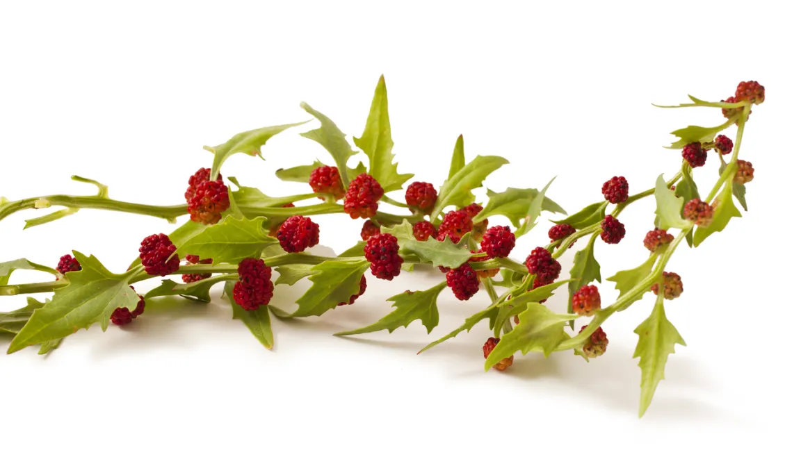 Erdbeerspinat ist ein typisches Beispiel für eine alte Gemüseart, die durch andere verdrängt worden ist. Der schmackhafte Hingucker ist aber einen Versuch wert. Foto: iStock