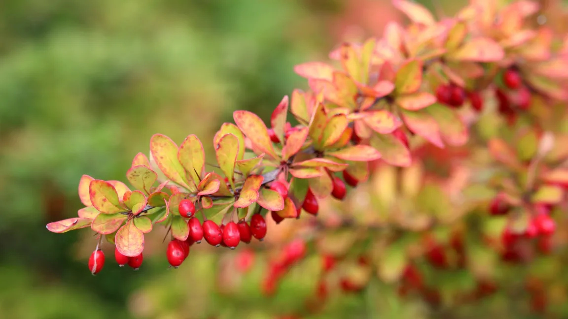 Kennzeichen der Berberitze sind die ovalen, rund 1 Zentimeter langen Beeren und die spitzen Stacheln. Foto: Kerstin Riemer / Pixabay
