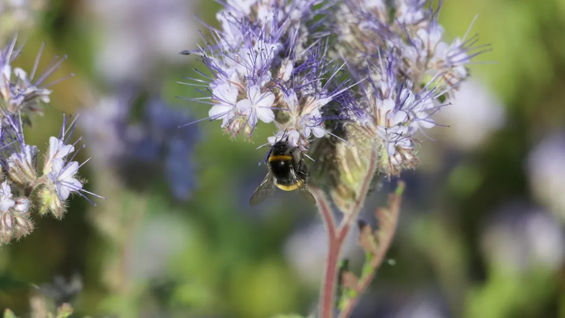 Insekten lieben die verschiedenen Blühpflanzen in einem Blühstreifen. Foto: Catrin Hahn