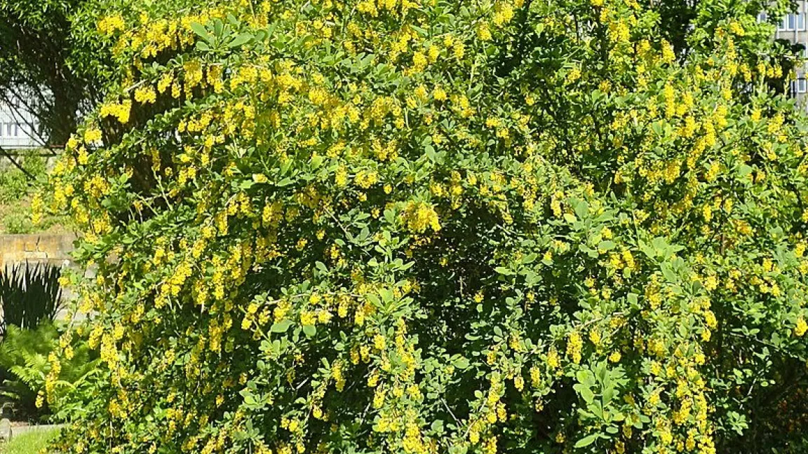 Der bis zu 3 Meter hohe Strauch während der Blüte, die ab Mai einsetzt. Foto: Krzysztof Ziarnek, Kenraiz / wikimedia