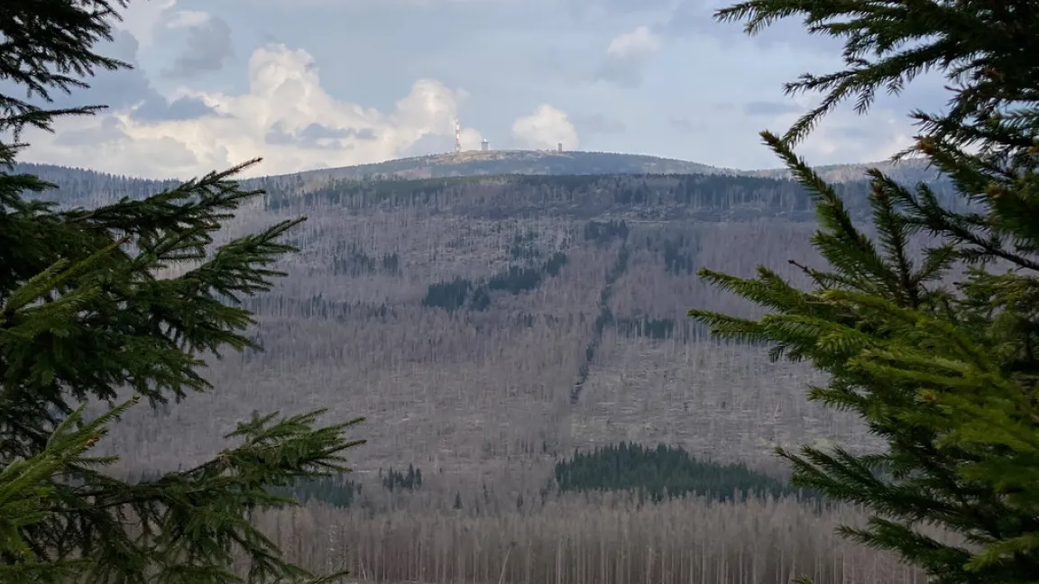 Blick auf den Brocken im Harz im Mai 2022: Es sind massive Waldschäden sichtbar. Foto: Angela Overmeyer / MPI für chemische Ökologie