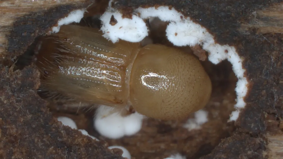 Ein Buchdrucker: Der frisch geschlüpfte Jungkäfer befindet sich noch in der sogenannten Puppenwiege in einem Fichtenstamm. Er ist umgeben von Sporen eines Symbiose-Pilzes. Foto: Dineshkumar Kandasamy und Veit Grabe / MPI für chemische Ökologie