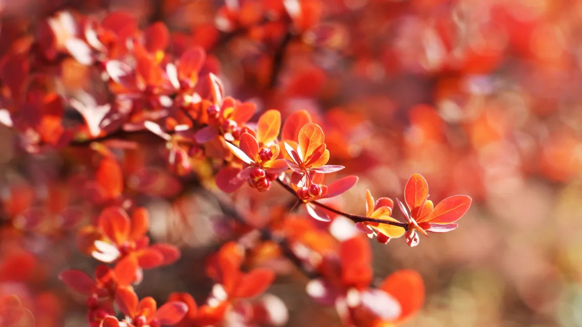 Berberitzen sorgen im Herbst für Farbtupfer im Garten. Foto: Gosiak1980 / Pixabay