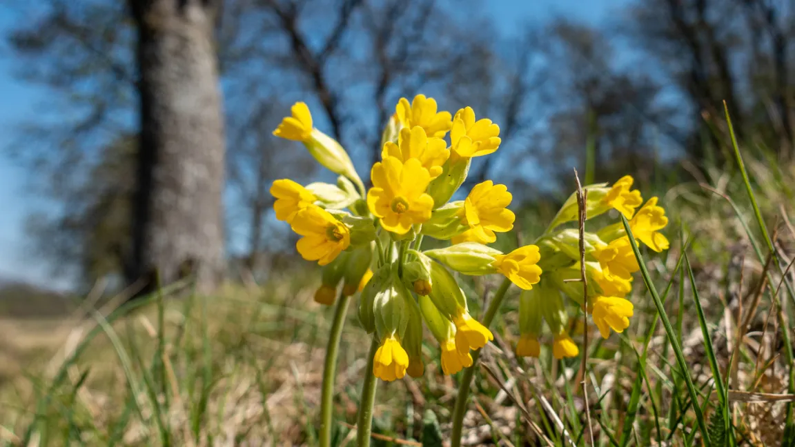 Schlüsselblumen sind Wildstauden und blühen ab März. Foto: iStock