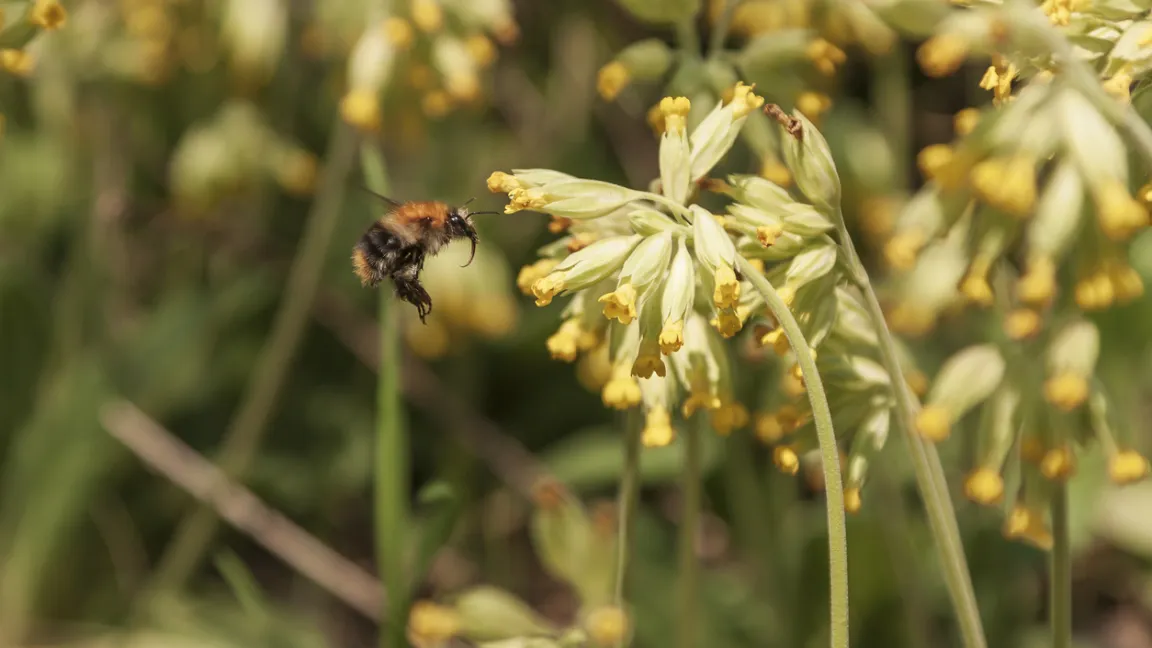 Für Insekten sind die Frühblüher eine begehrte Futterquelle. Foto: iStock