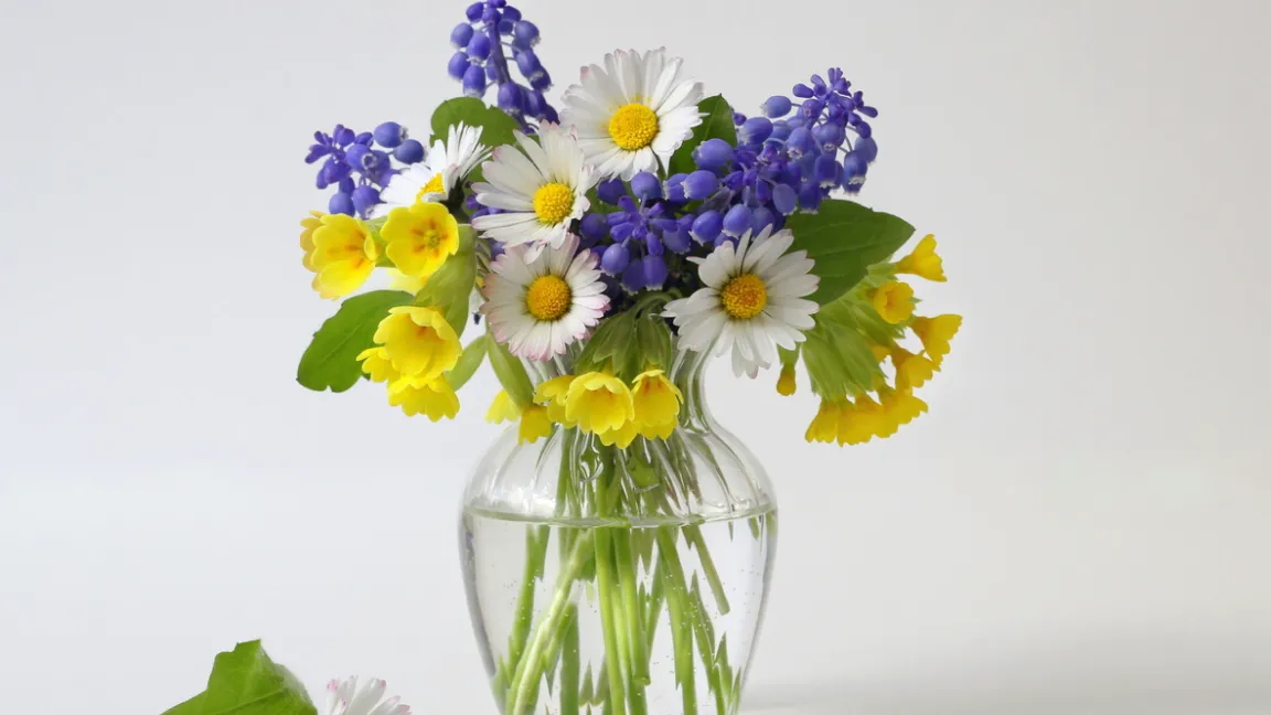 Auch in einem bunten Frühlingsstrauß sind Schlüsselblumen schön anzuschauen. Foto: iStock