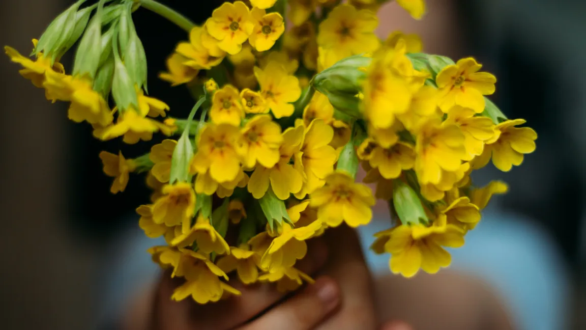 Schlüsselblumen sollten nicht wild gepflückt werden – aber im eigenen Garten. Foto: iStock